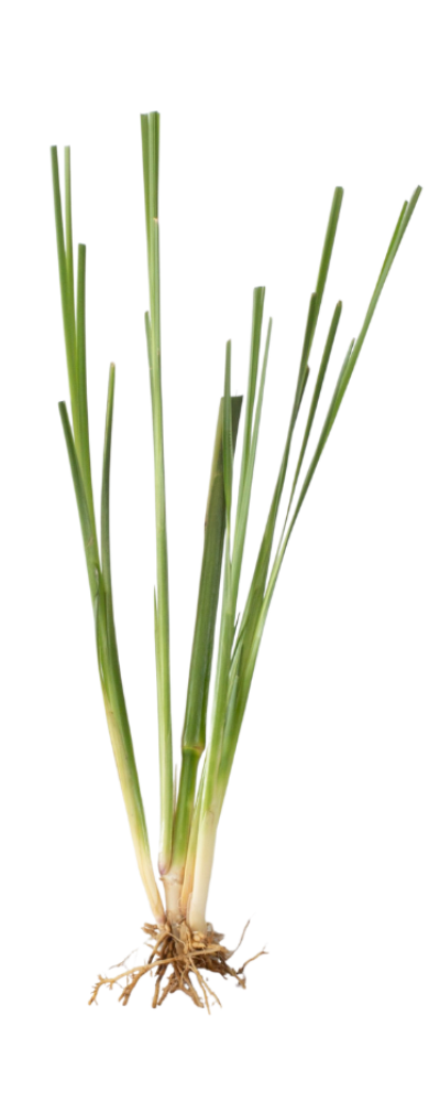 vetiver Grass slip vetiver Grass slip